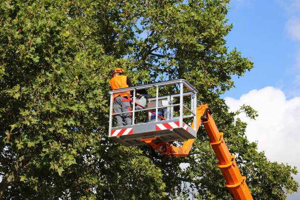 How Our Tree Care Process Works  in  Berea, SC